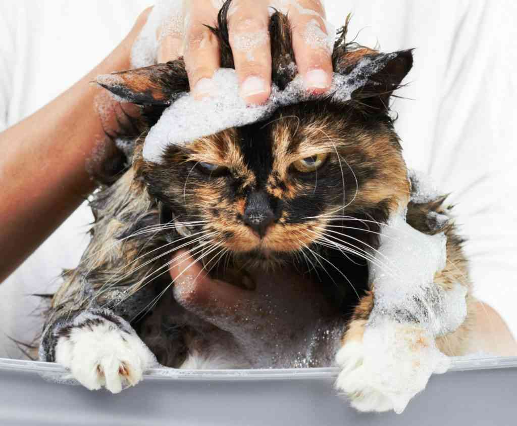 как помыть кота
